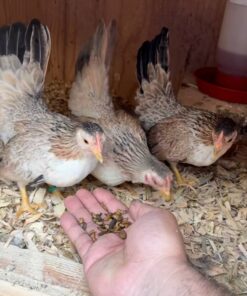 bantam cochin chicken for sale