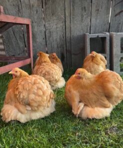 bantam cochin chicken for sale