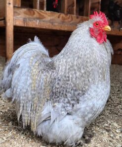 bantam cochin chicken for sale