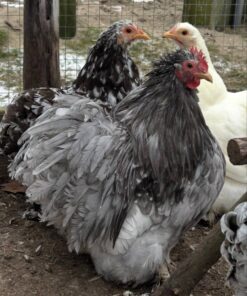 bantam cochin chicken for sale online