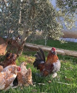 bantam cochin chicken for sale online