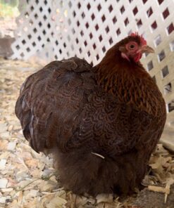 bantam cochin chicken for sale