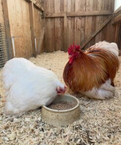 bantam cochin chicken for sale