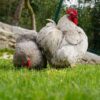 bantam cochin chicken for sale