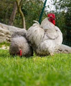 bantam cochin chicken for sale