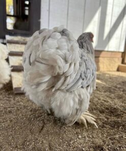 bantam cochin chicken for sale