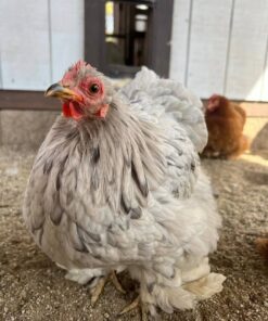 bantam cochin chicken for sale