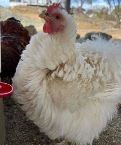 bantam cochin chicken for sale near me