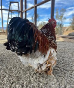 bantam cochin chicken for sale