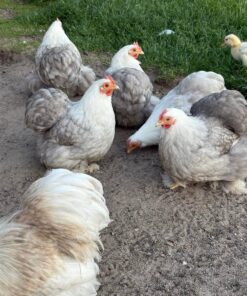 bantam cochin chicken for sale