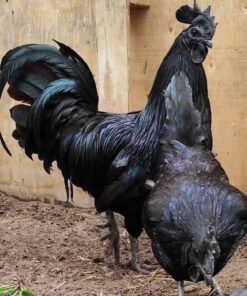 Ayam Cemani for sale online