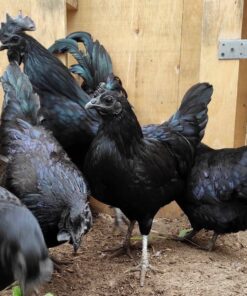 Ayam Cemani for sale