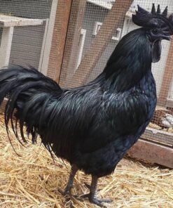 Ayam Cemani for sale
