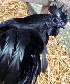 Ayam Cemani for sale near me online