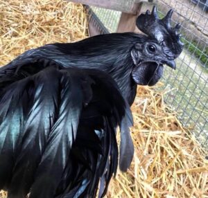 Ayam Cemani for sale near me online 