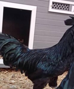 Ayam Cemani for sale