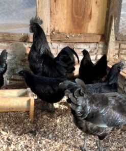 Ayam Cemani for sale online