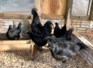 Ayam Cemani for sale online 