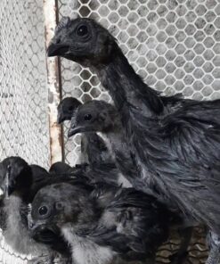 Ayam Cemani for sale