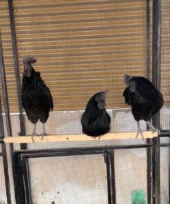 Ayam Cemani for sale