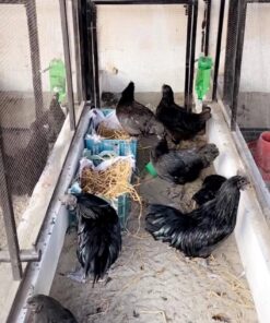 Ayam Cemani for sale