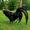 Ayam Cemani for sale online near me