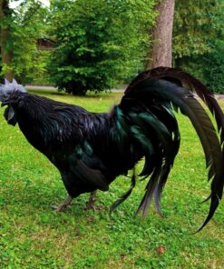 Ayam Cemani for sale online near me