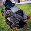 Barnevelder chickens for sale
