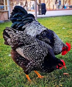 Barnevelder chickens for sale
