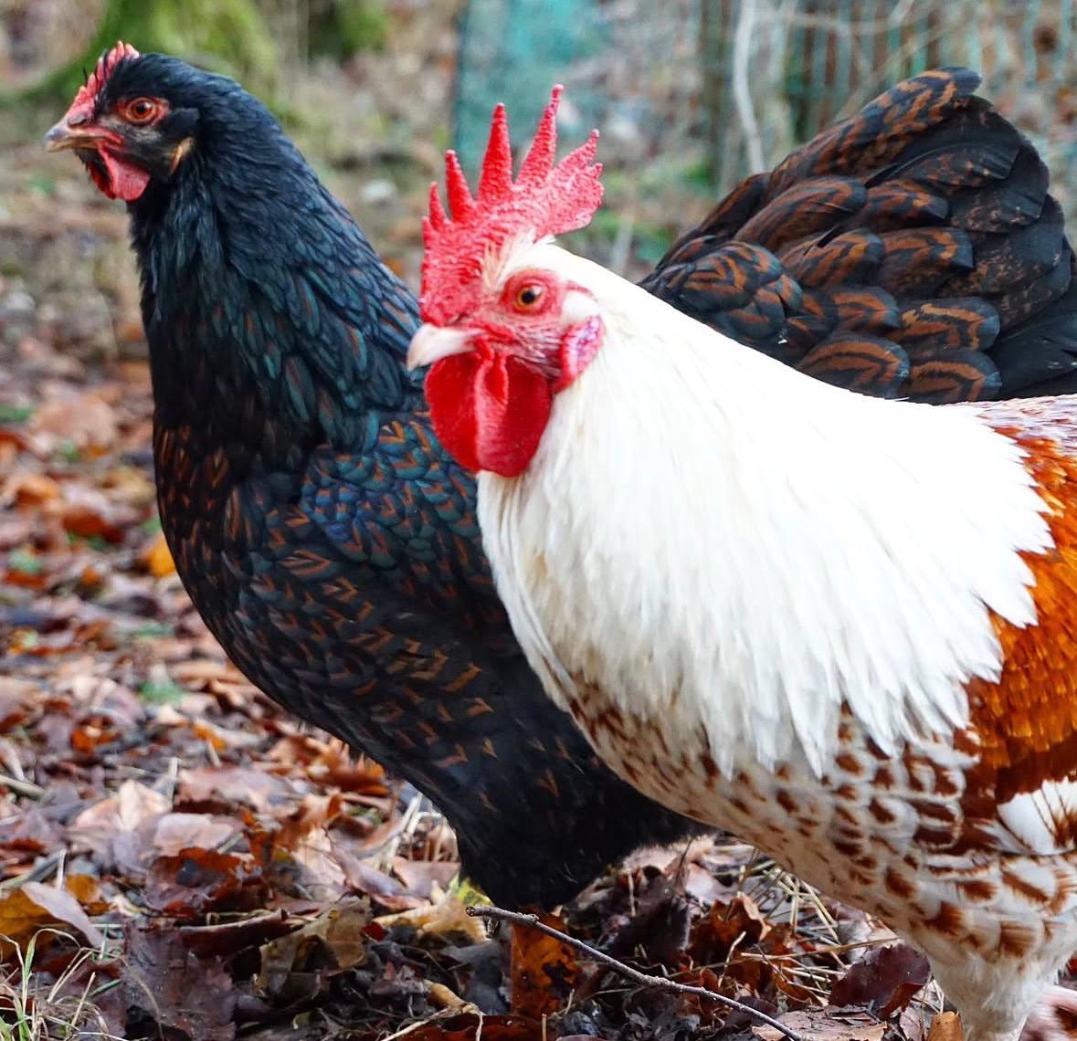 Barnevelder chickens for sale