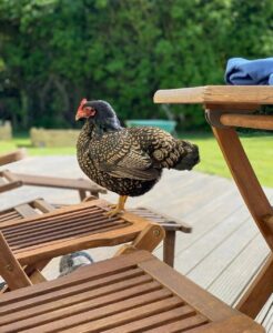 Barnevelder chickens for sale