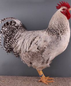 Barnevelder chickens for sale