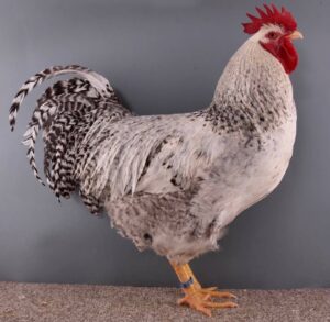 Barnevelder chickens for sale