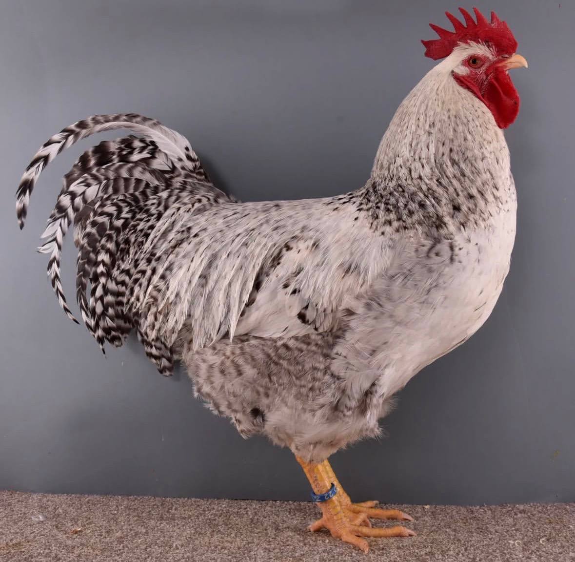 Barnevelder chickens for sale