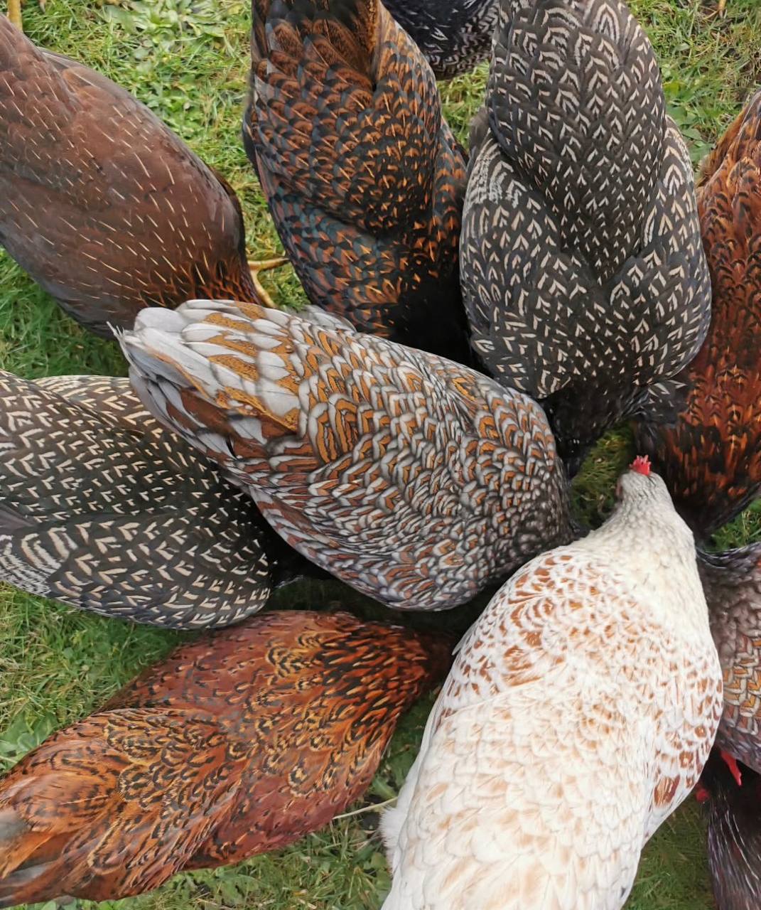 Plymouth Rock chickens for sale online near me