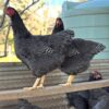 Plymouth Rock chickens for sale online