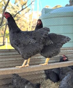 Plymouth Rock chickens for sale online