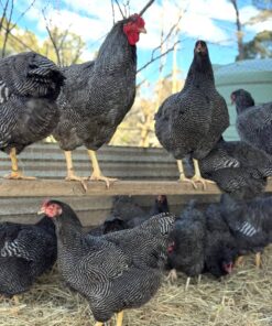 Plymouth Rock chickens for sale