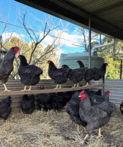 Plymouth Rock chickens for sale near me