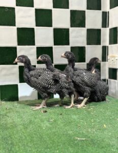 Plymouth Rock chickens for sale online 