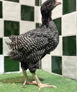 Plymouth Rock chickens for sale