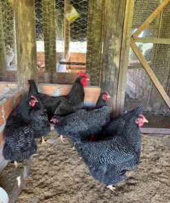 Plymouth Rock chickens for sale