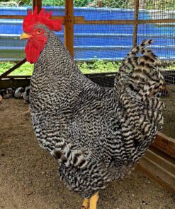 Plymouth Rock chickens for sale