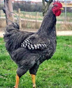 Plymouth Rock chickens for sale online near me 