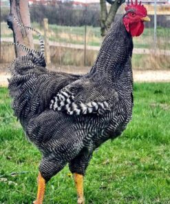 Plymouth Rock chickens for sale online near me
