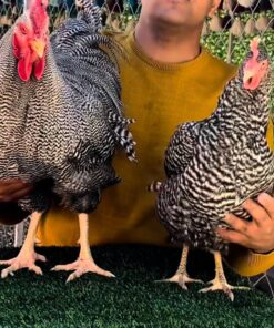 Plymouth Rock chickens for sale