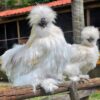 Silkie chickens for sale