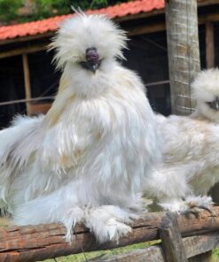 Silkie chickens for sale
