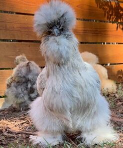 Silkie chickens for sale