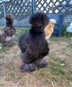 Silkie chickens for sale near me online